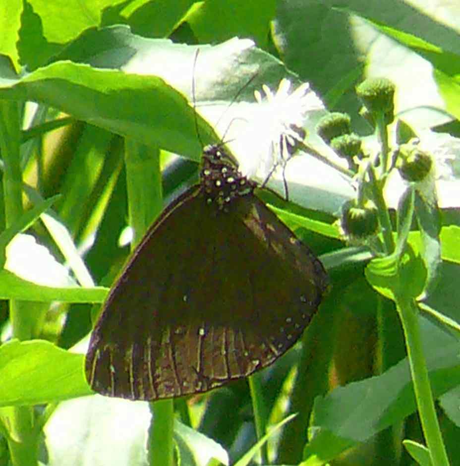 Euploea tulliolus koxinga Euploea tulliolus koxinga